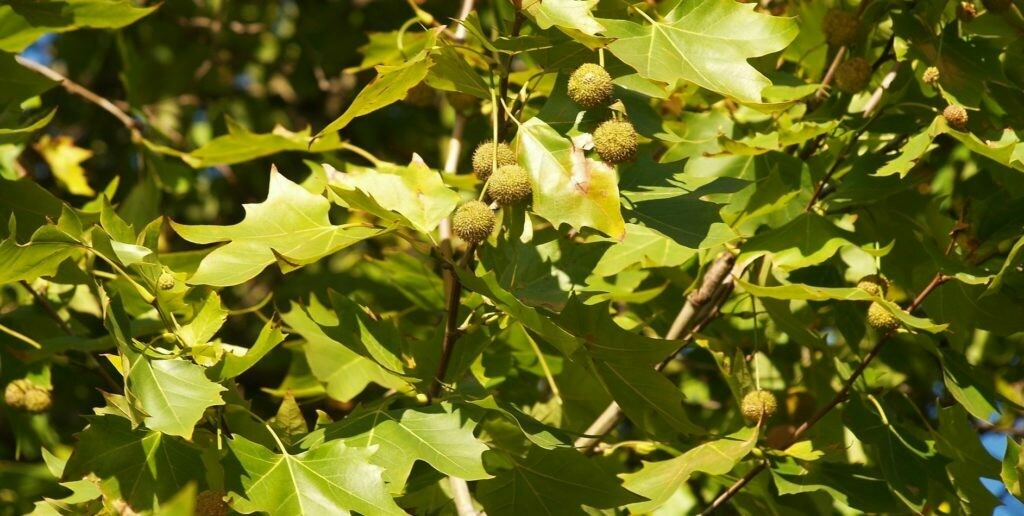 Platano, Platanus orientalis, Platano orientale - vaso Ø 18 cm, h 100 cm