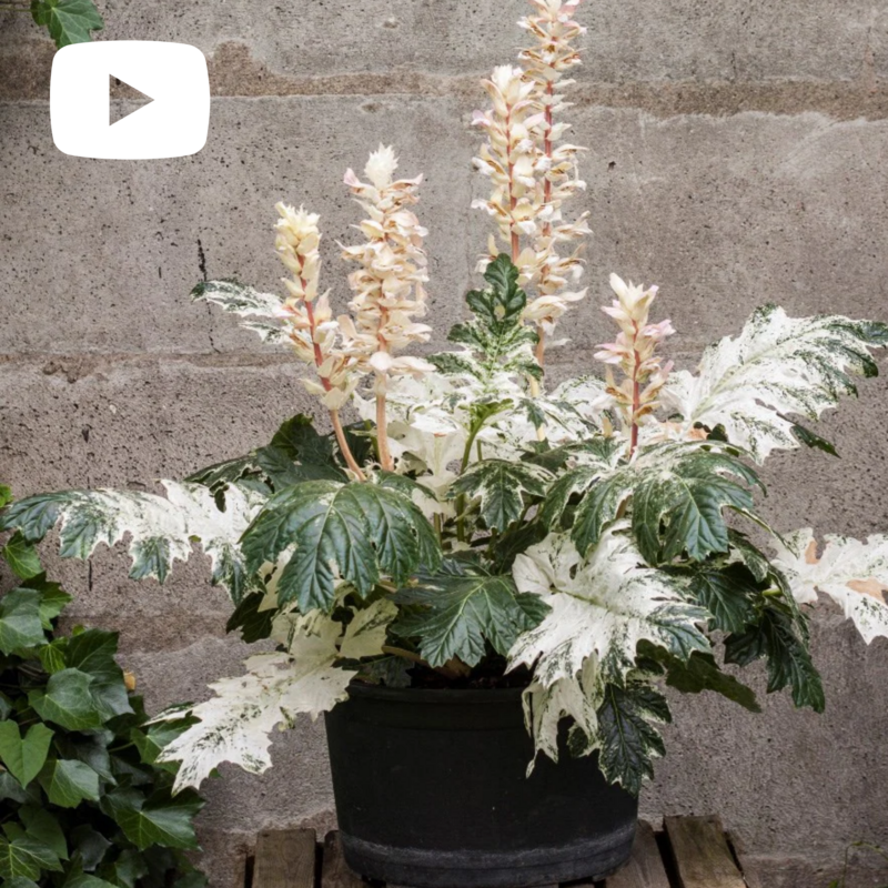 Acanthus 'Tasmanian Angel', Acanto variegato - vaso Ø18 cm