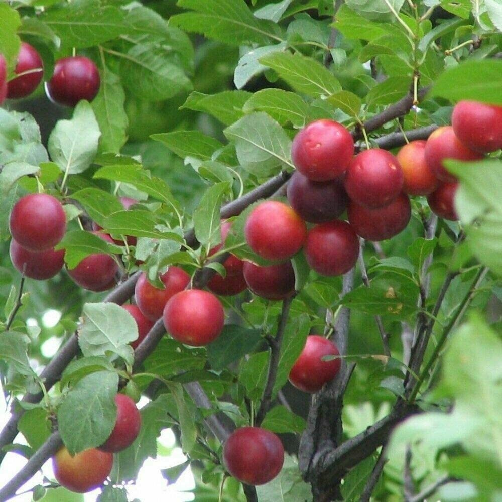 Prunus cerasifera, Mirabolano, Amolo, Brombolo, Marusticano, Rusticano - vaso 3 litri, h 120 cm