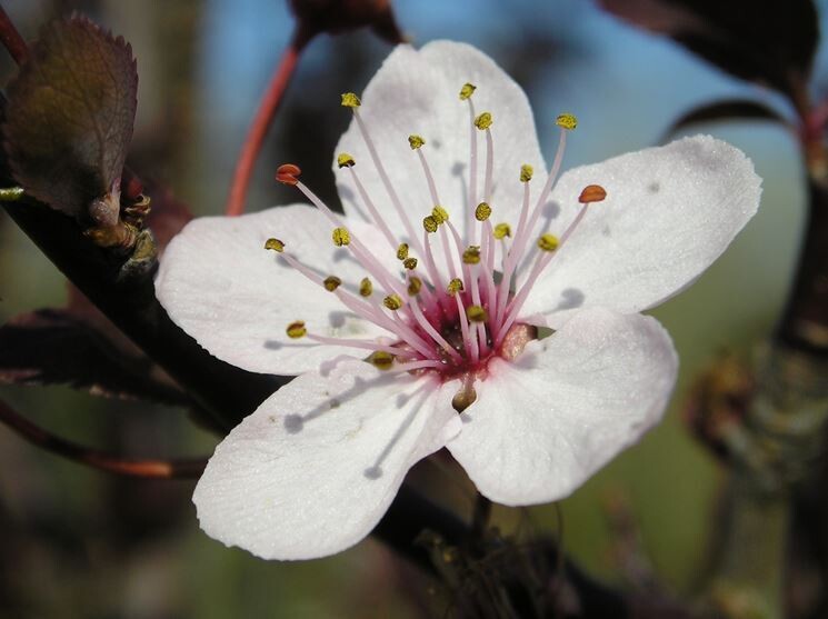 Prunus cerasifera, Mirabolano, Amolo, Brombolo, Marusticano, Rusticano - vaso 3 litri, h 120 cm