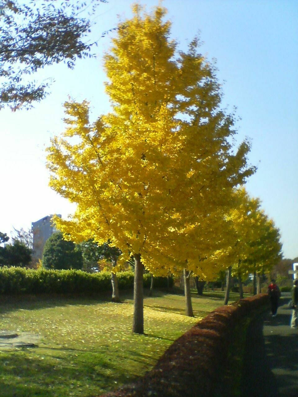 Ginkgo biloba - vaso 22x22 cm, h 180.200 cm, INCANNATO