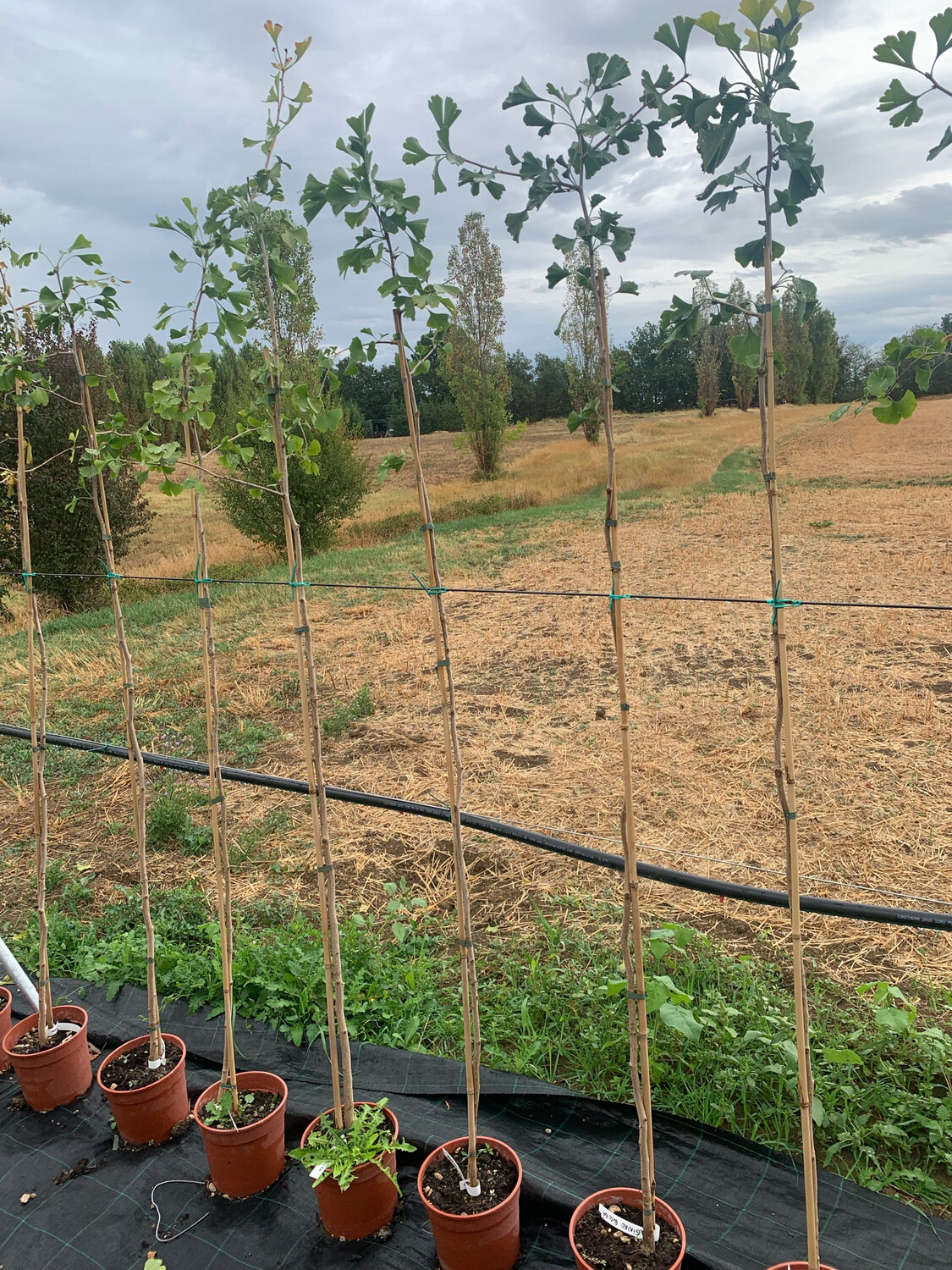 Ginkgo biloba - vaso 22x22 cm, h 180.200 cm, INCANNATO