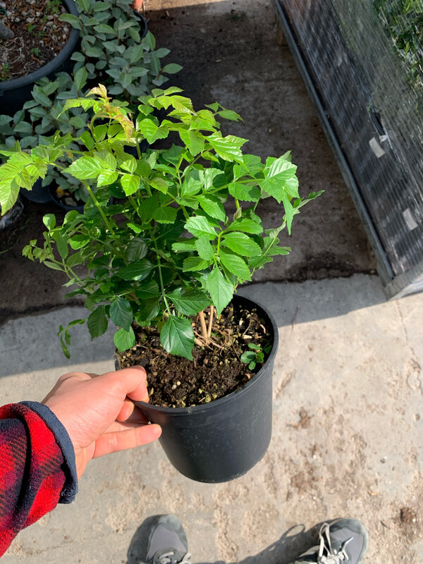 Bignonia Radicans - Campsis - vaso Ø17 cm, h 60 cm Bignonia Radicans - Campsis - vaso Ø17 cm, h 60 cm