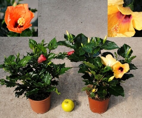 Ibisco, Hibiscus rosa sinensis - vaso Ø19 cm