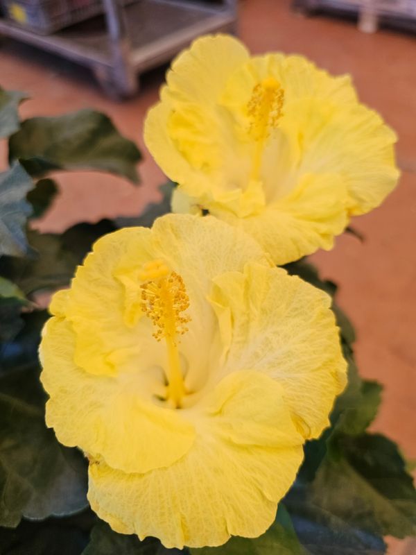 Ibisco, Hibiscus rosa sinensis - vaso Ø18 cm