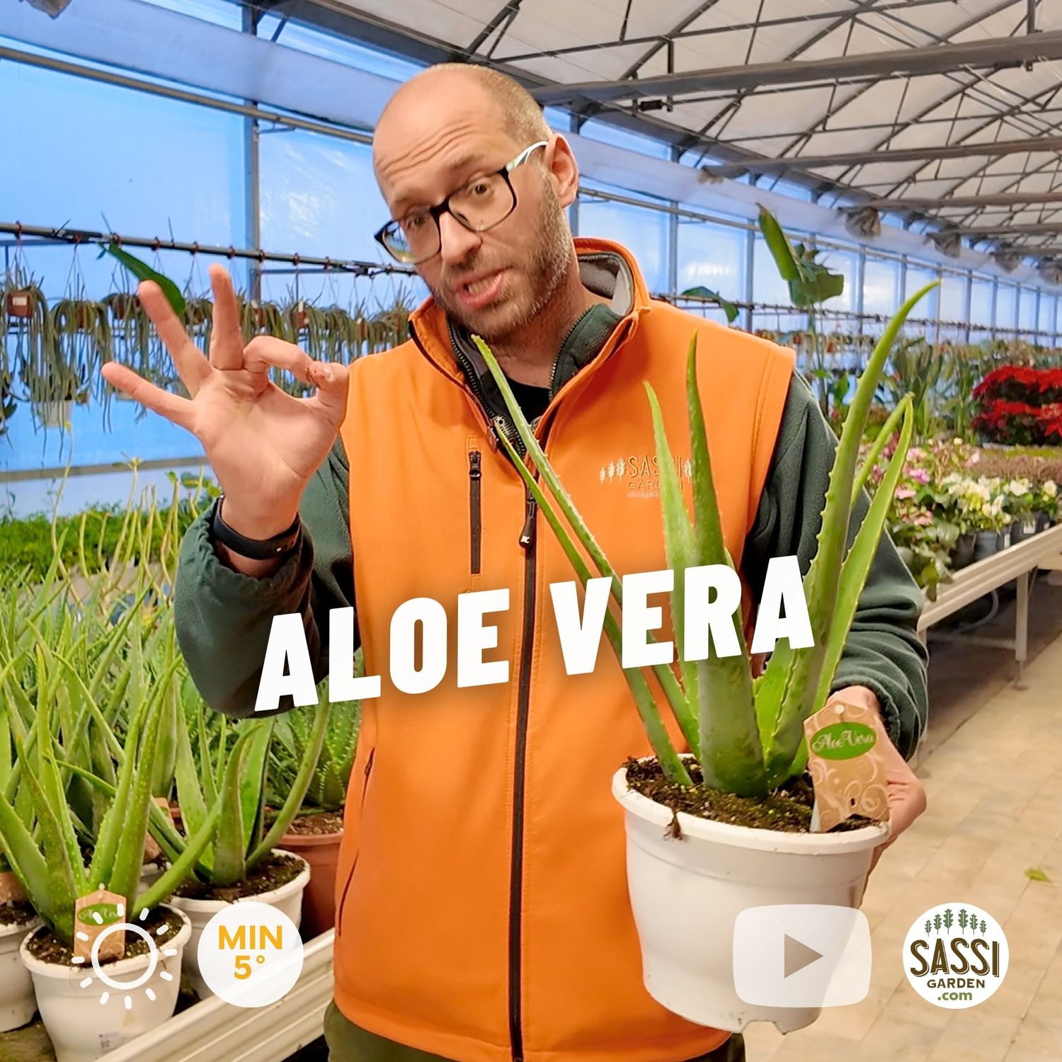 Aloe Vera - vaso Ø19 cm Aloe Vera - vaso Ø19 cm