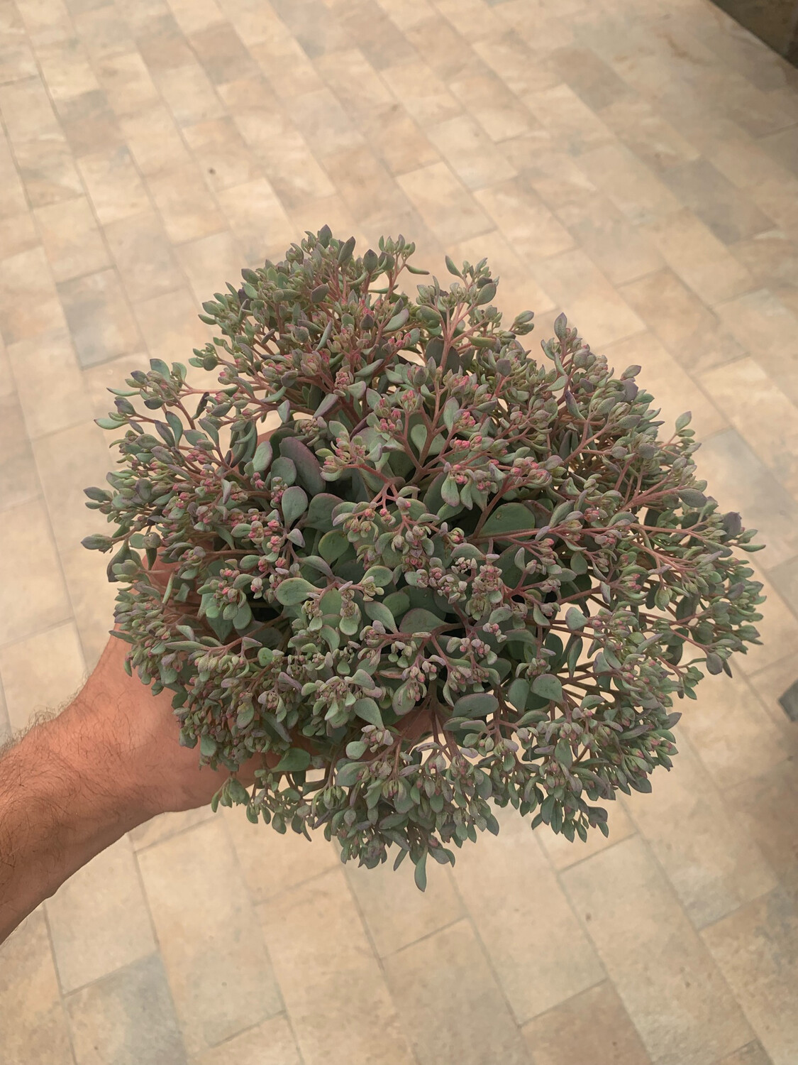 Sedum Cauticola Lidakense - vaso Ø13 cm Sedum Cauticola Lidakense - vaso Ø13 cm