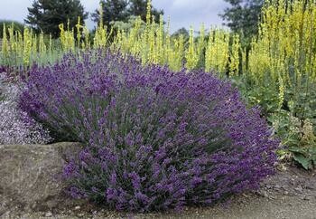 Lavandua angustifolia 'Hidcote Blue', Lavandula Nana - vaso Ø17 cm
