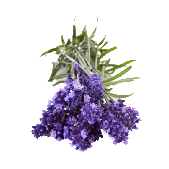 Lavandua angustifolia 'Hidcote Blue', Lavandula Nana - vaso Ø19 cm