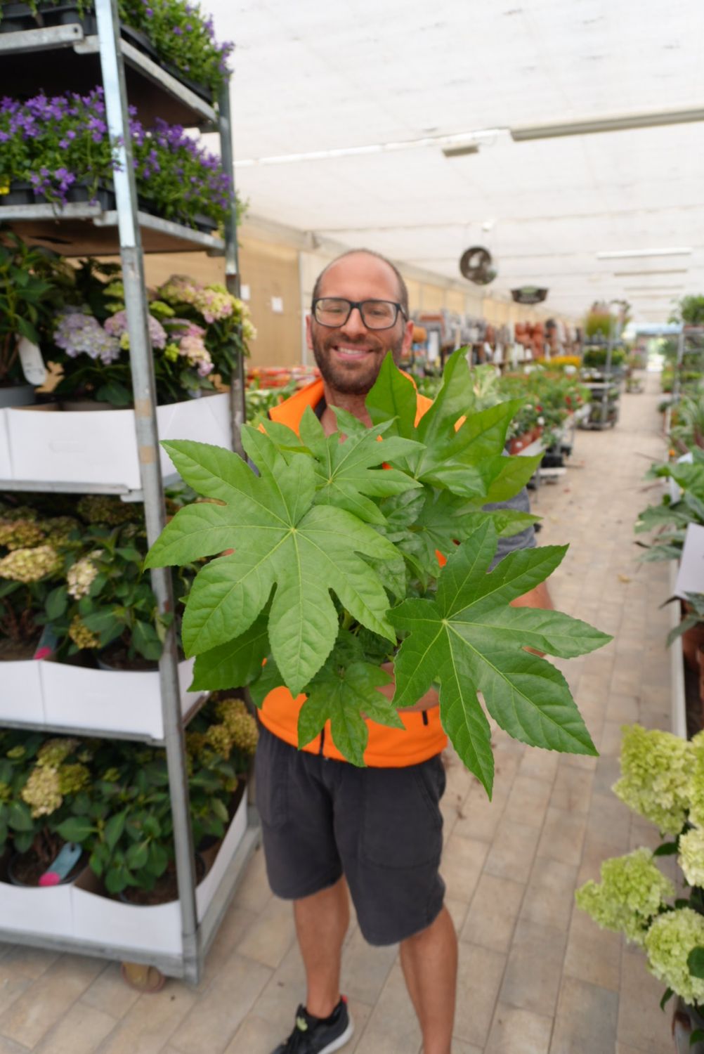 Fatsia Japonica, Fatsia del Giappone, Aralia - vaso Ø17 cm, h 40 cm
