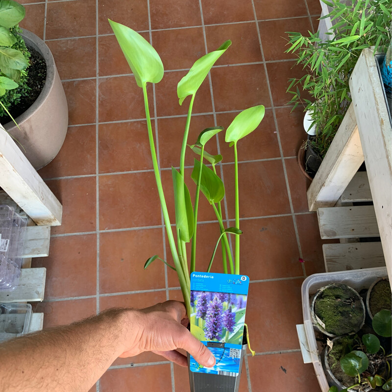 Pontederia cordata - vaso Ø9 cm