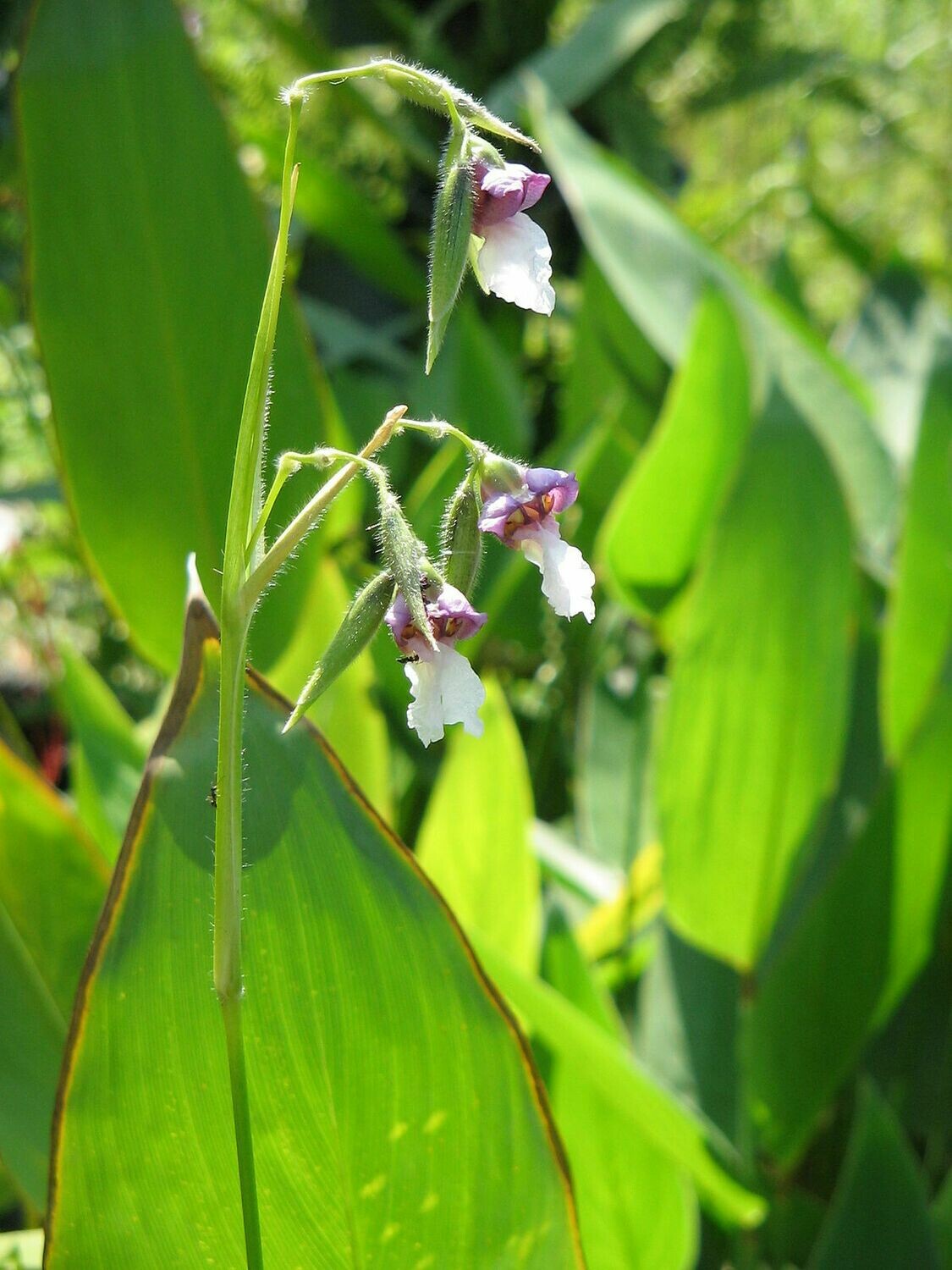 Thalia dealbata - cestino 18 cm