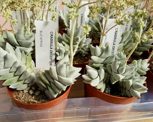 Crassula Deceptor vaso - Ø8,5 cm