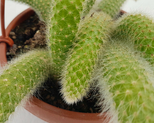 Coda di Scimmia, Hildewintera Colademononis - basket Ø14 cm