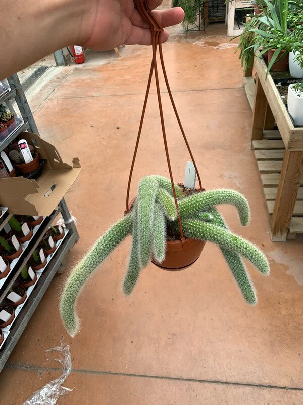 Coda di Scimmia, Hildewintera Colademononis - basket Ø17 cm