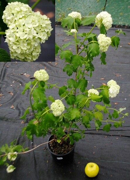 Viburnum opulus, Pallone di maggio/Palla di neve - vaso Ø 24cm (
