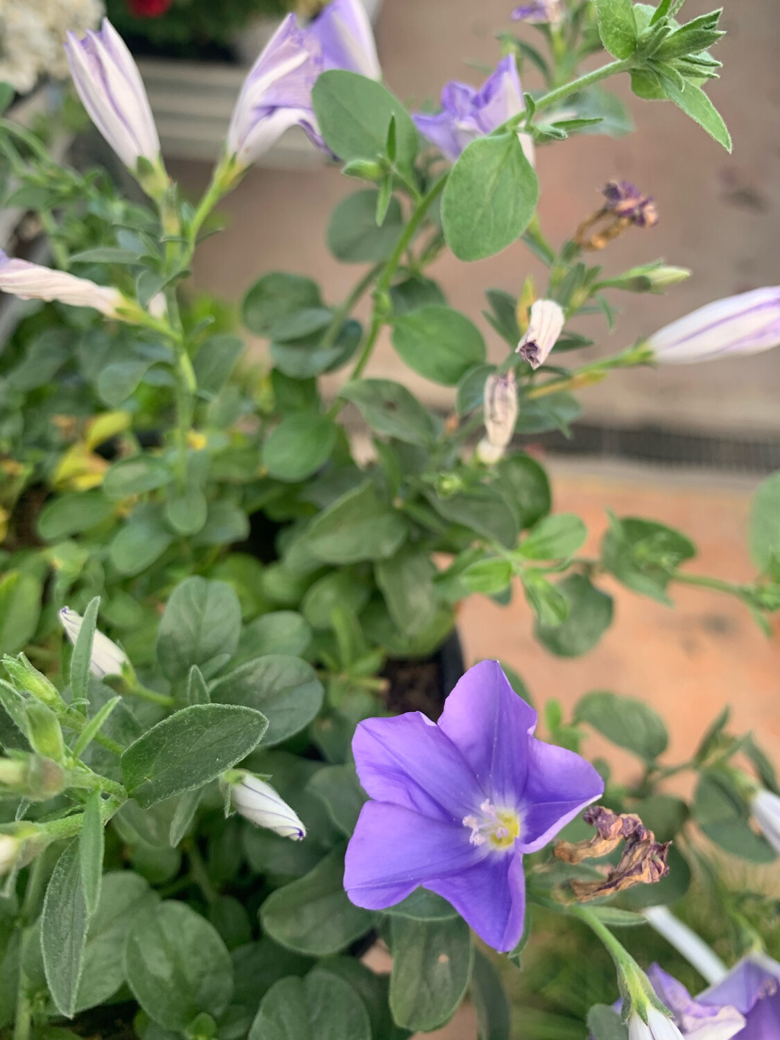 Convolvulus sabatius - Convolvolo blu  - v14