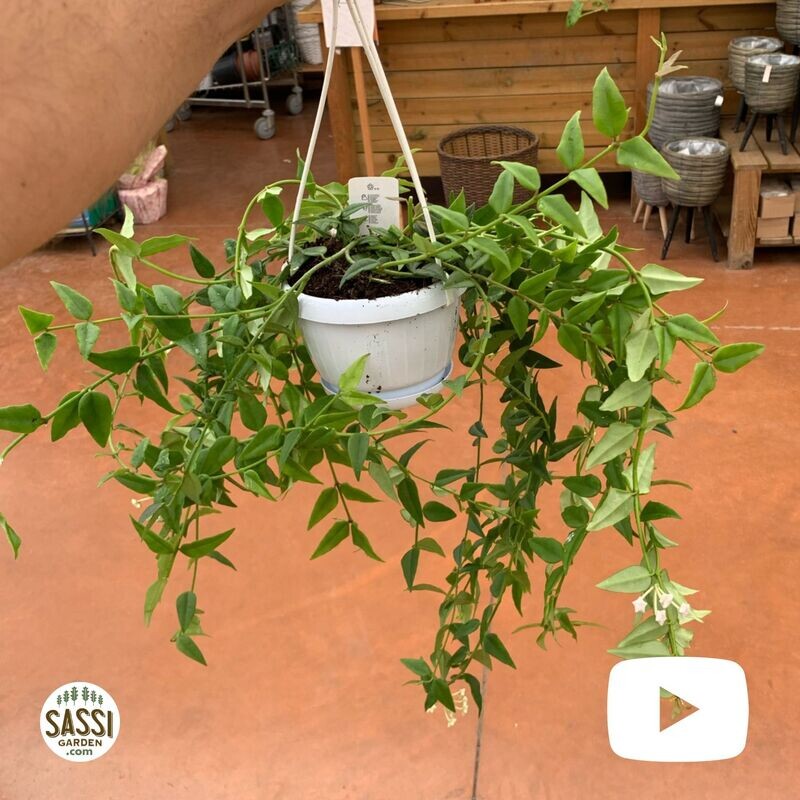 Hoya Lanceolata, Hoya Bella - basket Ø14 cm
