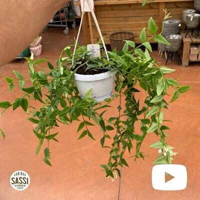 Hoya Lanceolata, Hoya Bella - basket Ø14 cm