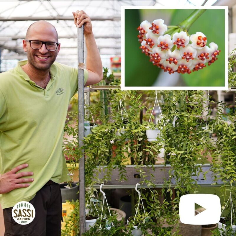 Hoya Lanceolata, Hoya Bella - basket Ø14 cm