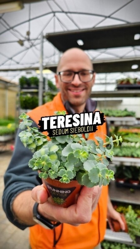 Erba Teresina, Sedum Sieboldii Mediovariegata - vaso Ø12 cm
