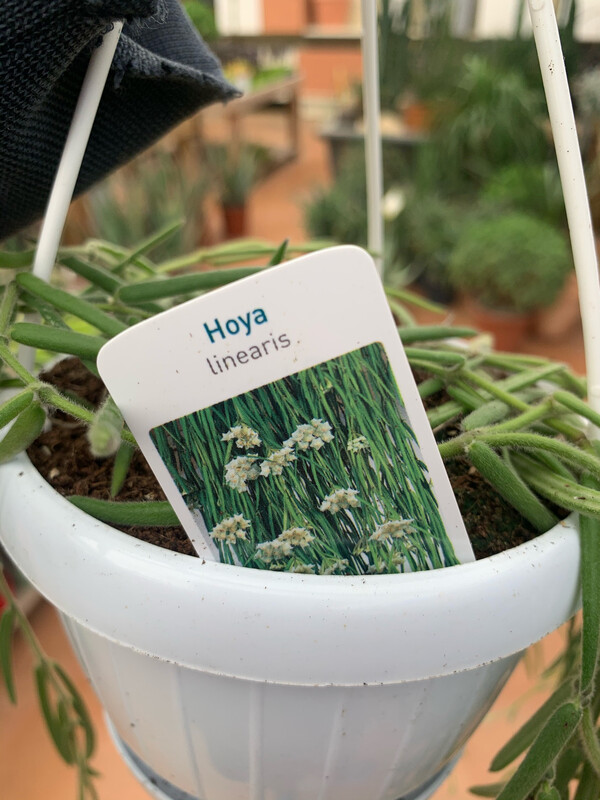 Hoya Linearis, Fiore di Cera - basket Ø14 cm (senza peduncoli)