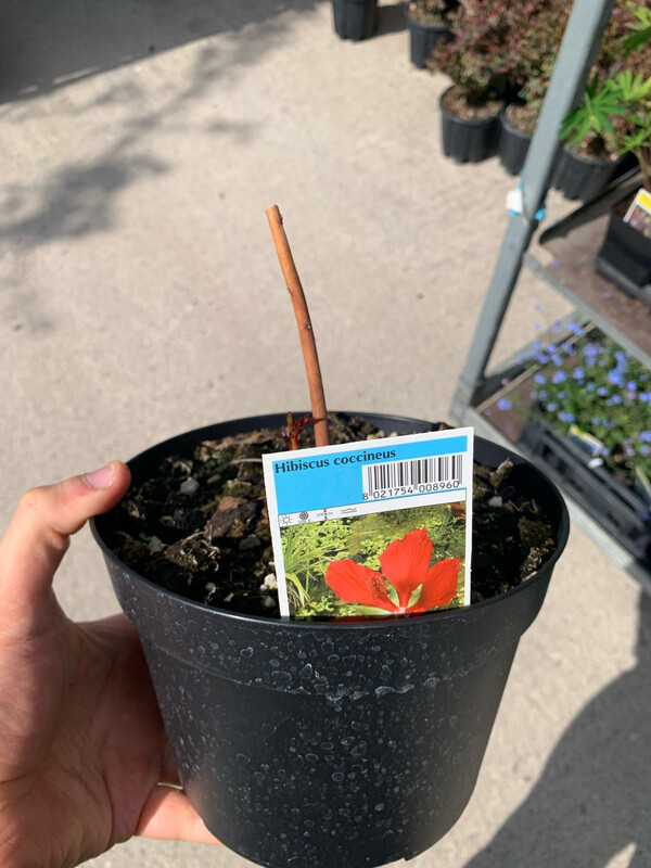 Hibiscus Coccineus fiore gigante - vaso Ø18 cm