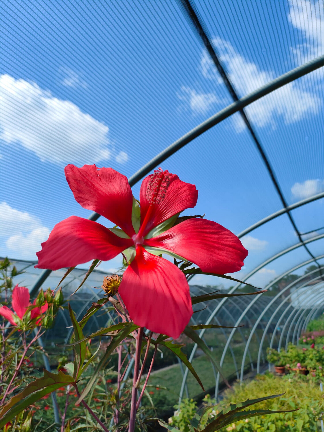 Hibiscus Coccineus fiore gigante - vaso Ø18 cm