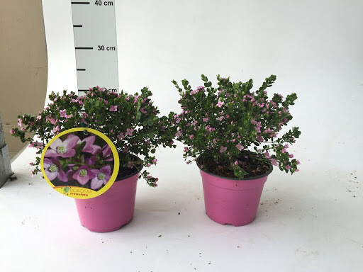 Boronia Crenulata - vaso Ø15 cm