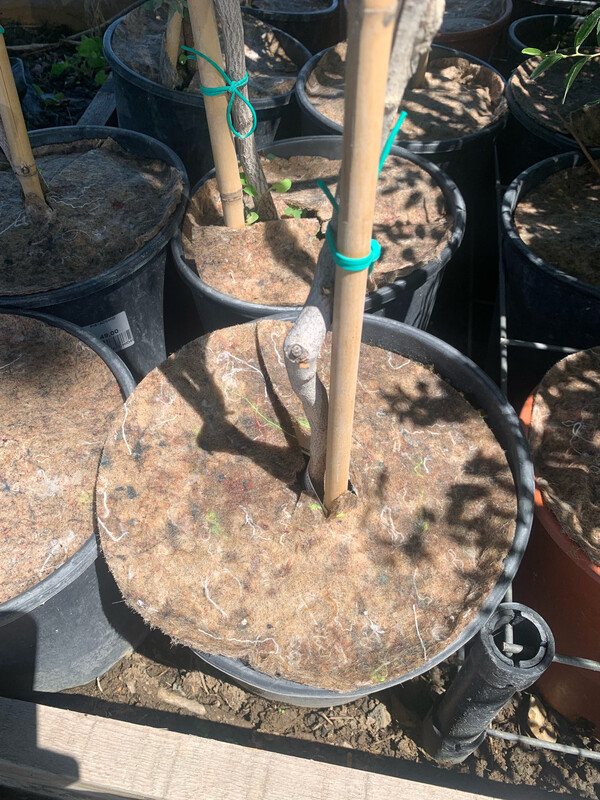 DISCO IN FIBRA VEGETALE - Ø40 cm