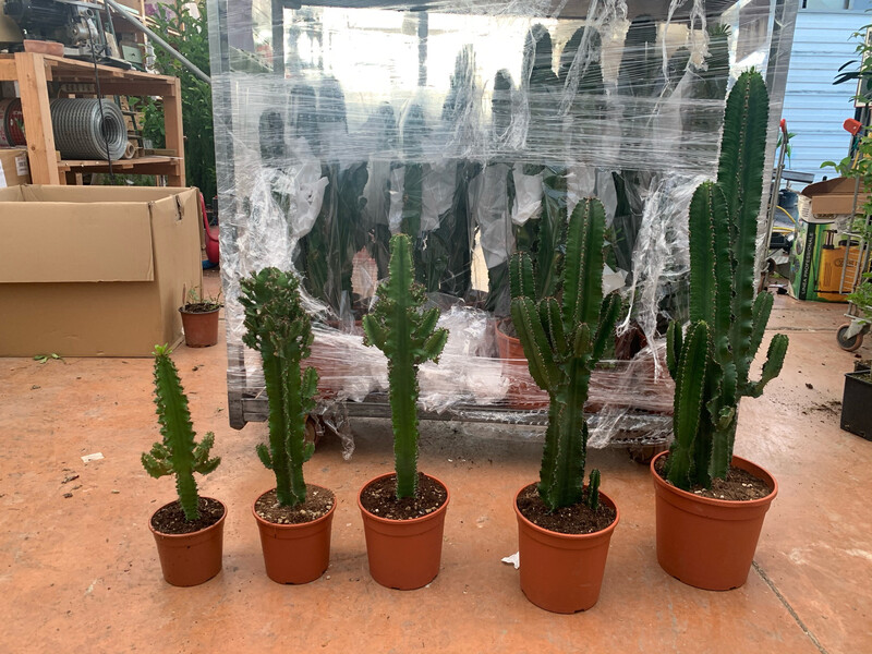 Euphorbia Eritrea - vaso Ø24 cm, h 100 cm