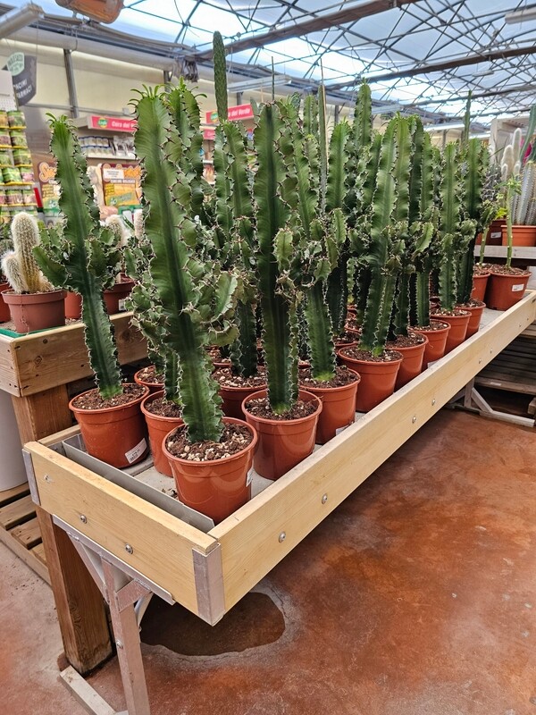 Euphorbia Eritrea - vaso Ø15 cm, H50/55