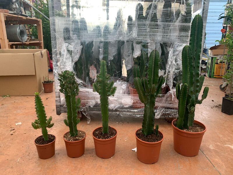 Euphorbia Eritrea - vaso Ø19 cm, H 80/85 cm