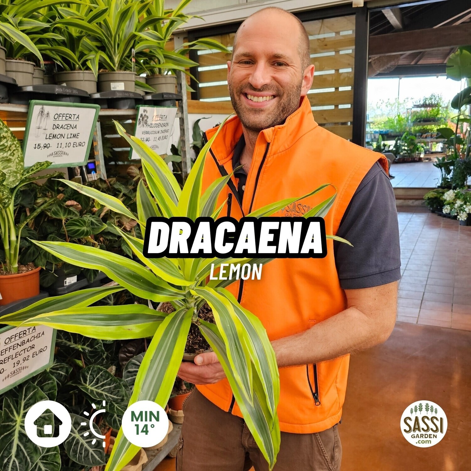Dracaena fragrans 'Compacta Lemon Surprise' - vaso Ø17 cm