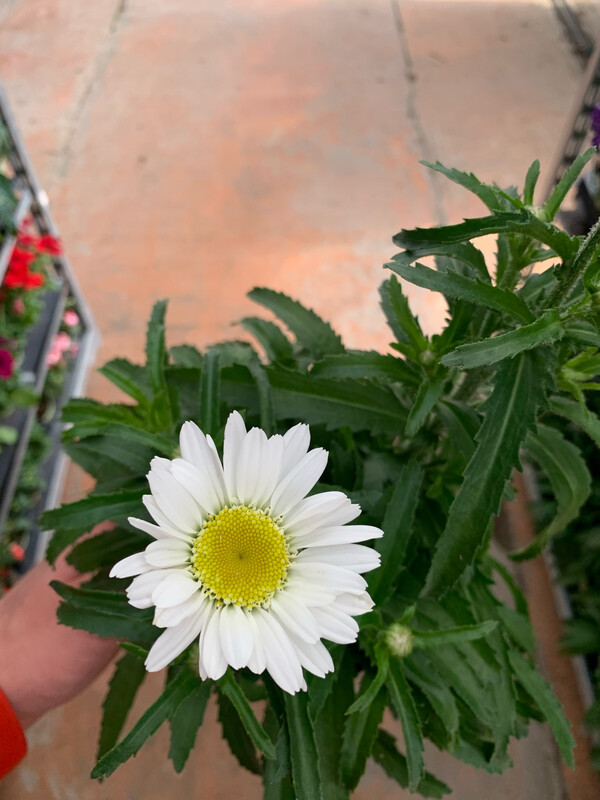 Leucanthemum vulgare - Margheritona, Margherita dei prati, Margherita perenne - vaso 17 cm Leucanthemum vulgare - Margheritona, Margherita dei prati, Margherita perenne - vaso 17 cm