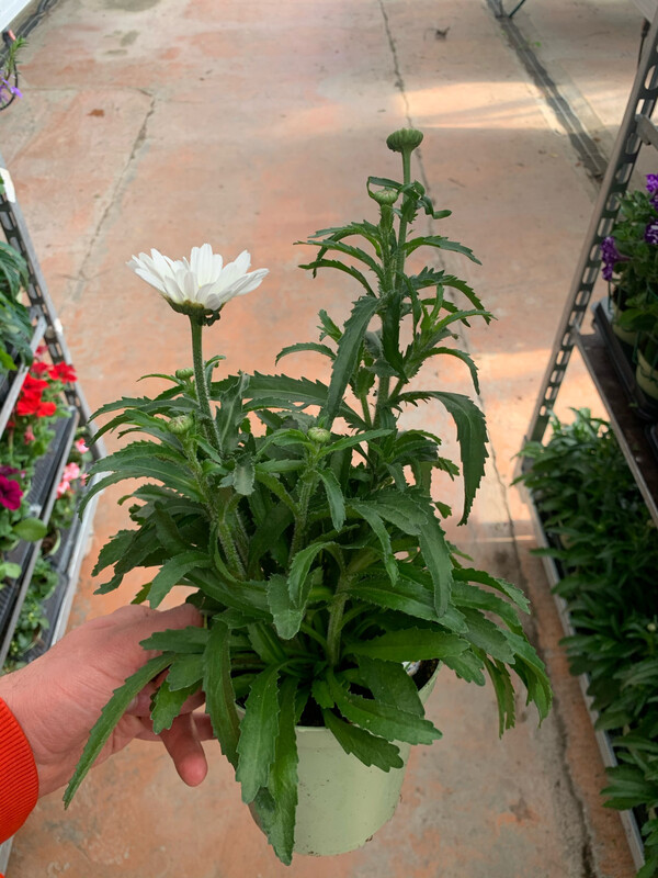 Leucanthemum vulgare - Margheritona, Margherita dei prati, Margherita perenne - vaso 17 cm