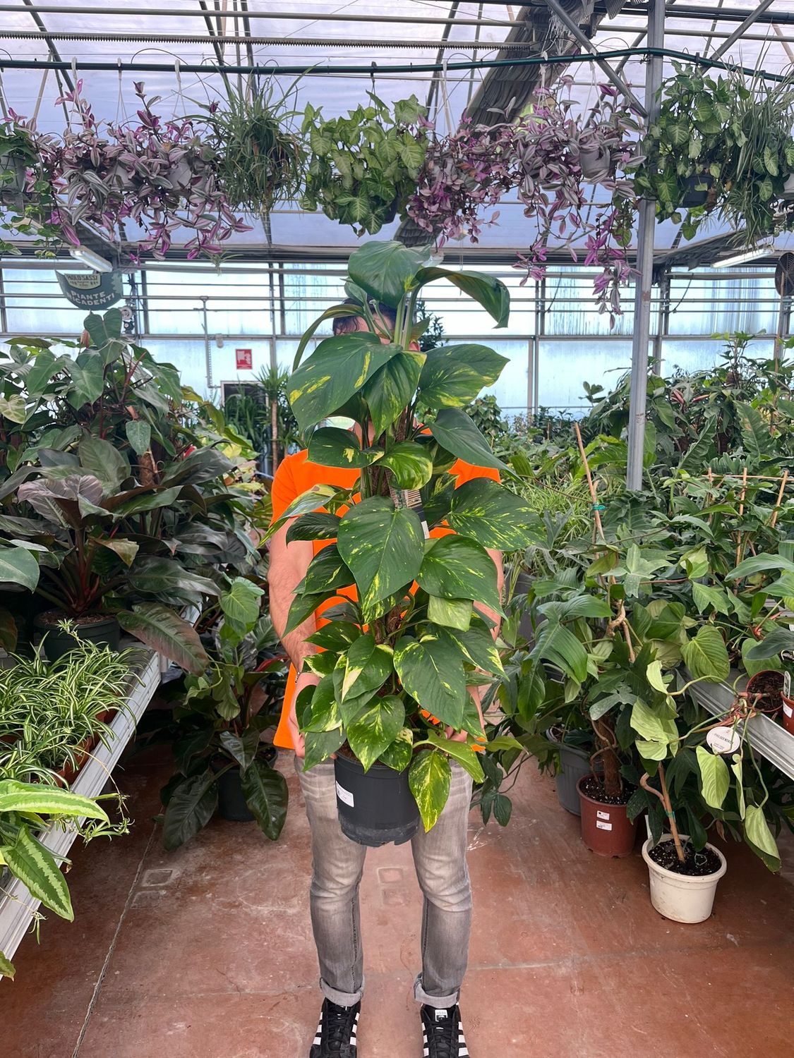 Epipremnum Pinnatum 'Aureum', Scindapsus Aureus, Potus, Potos, Pothos, Photus - vaso Ø17 cm, h 50 cm Epipremnum Pinnatum 'Aureum', Scindapsus Aureus, Potus, Potos, Pothos, Photus - vaso Ø17 cm, h 50 cm