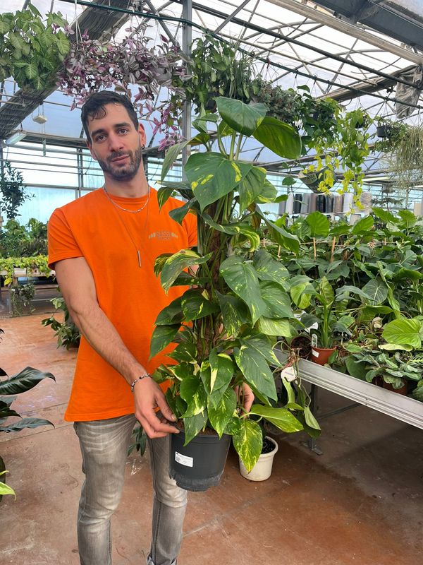 Epipremnum Pinnatum 'Aureum', Scindapsus Aureus, Potus, Potos, Pothos, Photus - vaso Ø17 cm, h 50 cm
