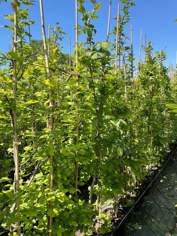 Carpino Bianco, Carpinus Betulus - vaso Ø26 cm, h 250 cm Carpino Bianco, Carpinus Betulus - vaso Ø26 cm, h 250 cm