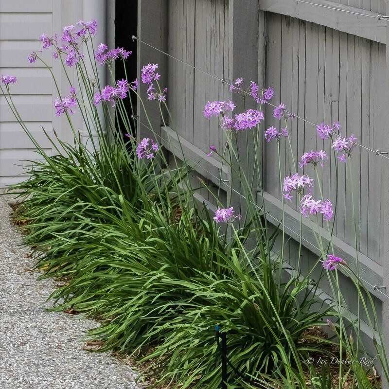 Tulbaghia violacea - vaso Ø18 cm