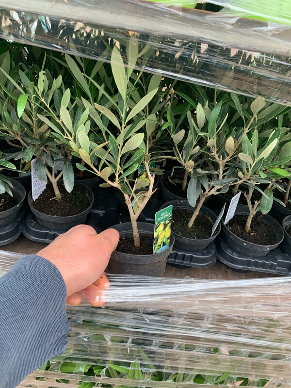 Olivo, Ulivo. Ulivetto, Olea europaea -vaso Ø12  cm