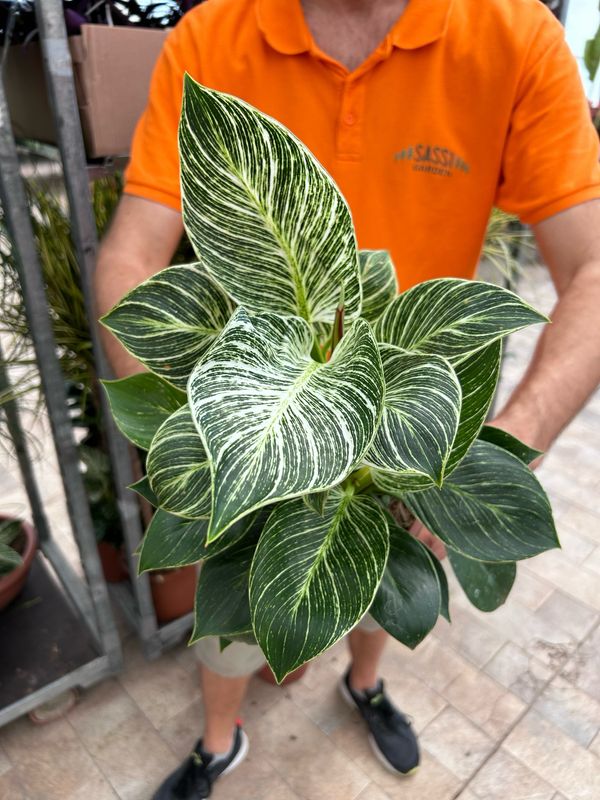 Philodendron Birkin, Filodendro - vaso Ø17 cm