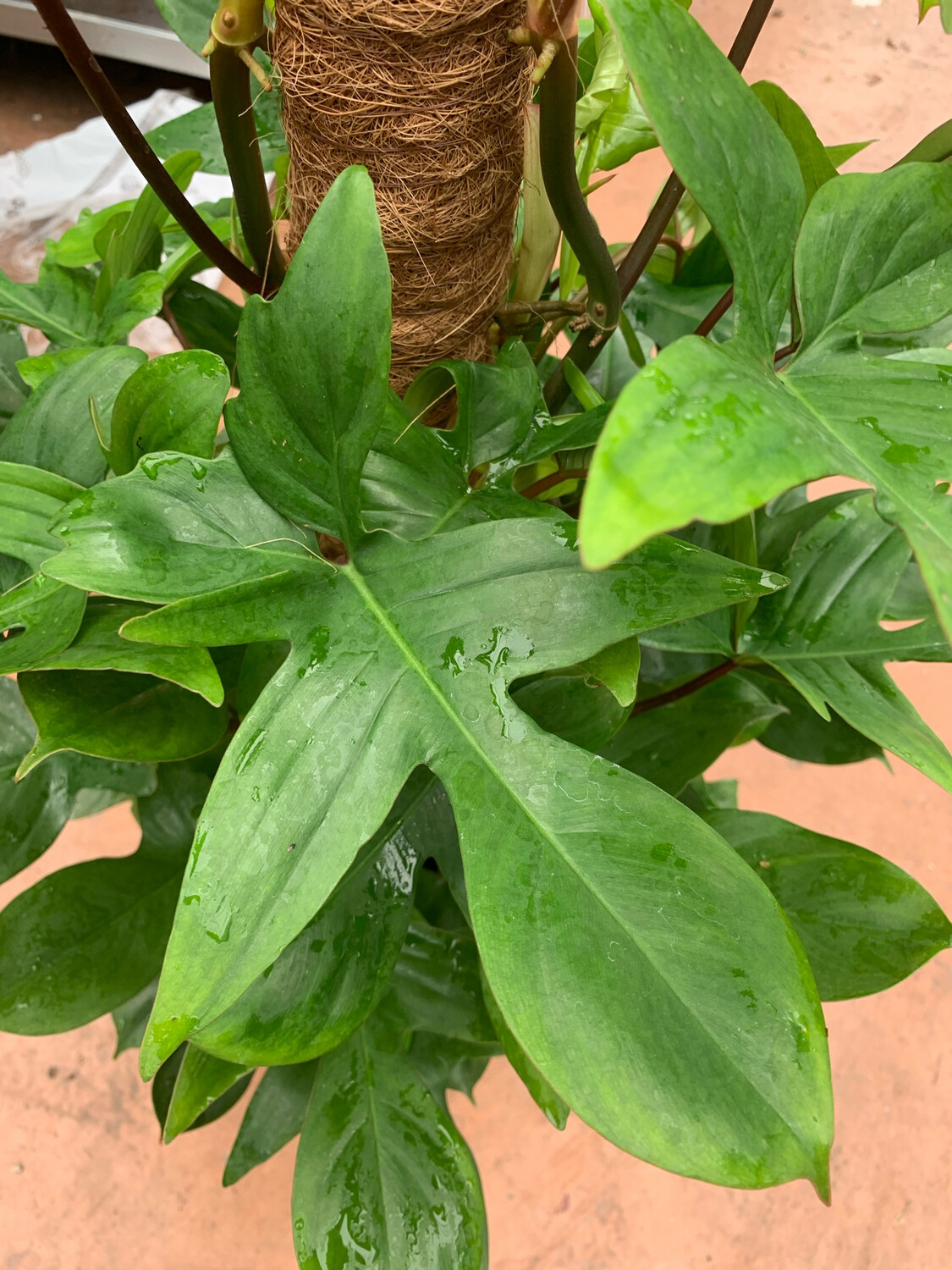 Philodendron laciniatum -Philodendron Pedatum , Filodendro (con paolo muschiato) - vaso Ø20 cm, h 110 cm