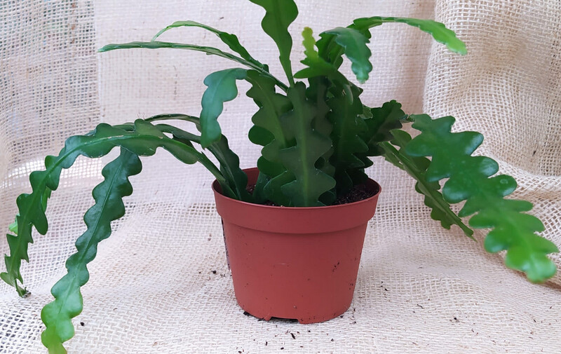 Epiphyllum anguliger - vaso Ø9 cm