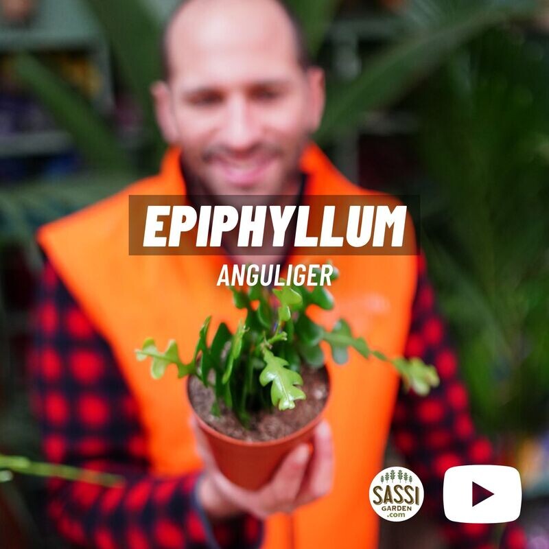 Epiphyllum anguliger - vaso Ø9 cm Epiphyllum anguliger - vaso Ø9 cm