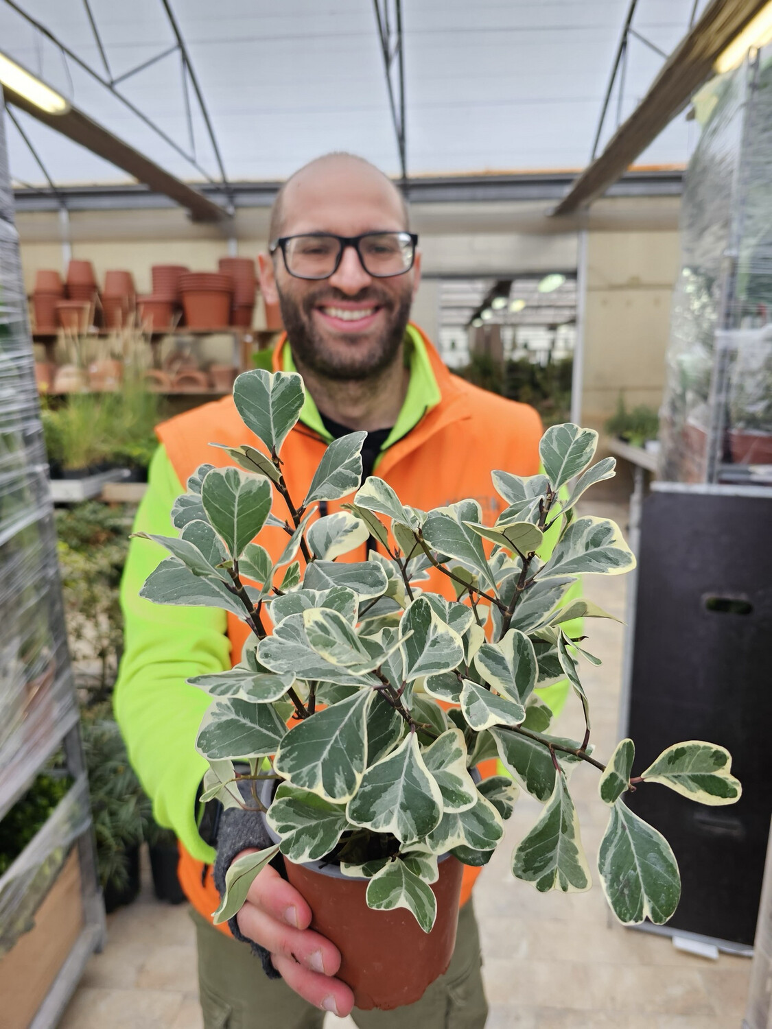 Ficus triangularis 'Sweetheart' - vaso Ø13 cm Ficus triangularis 'Sweetheart' - vaso Ø13 cm