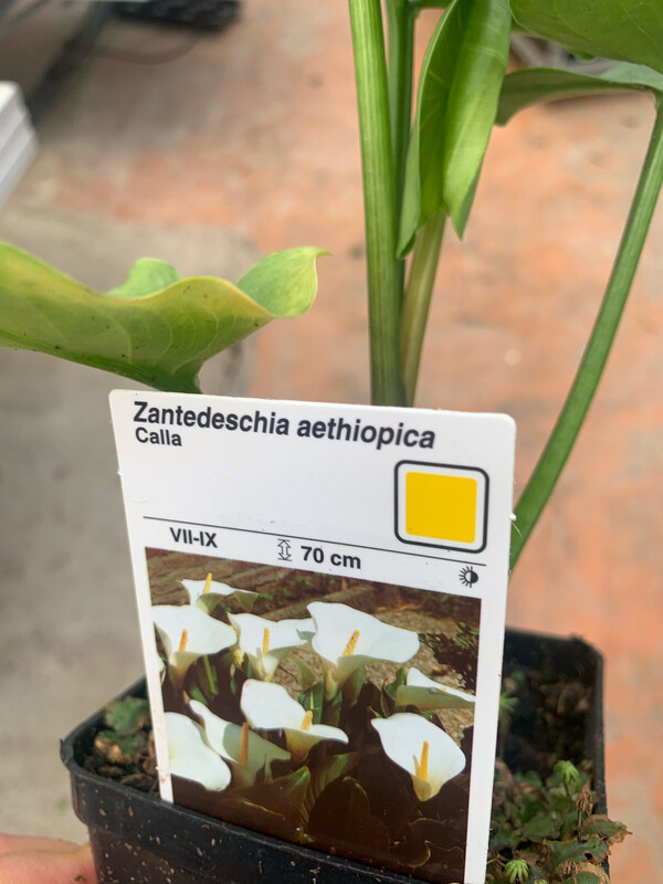 Calla-Zantedeschia aethiopica - vaso Ø11 cm