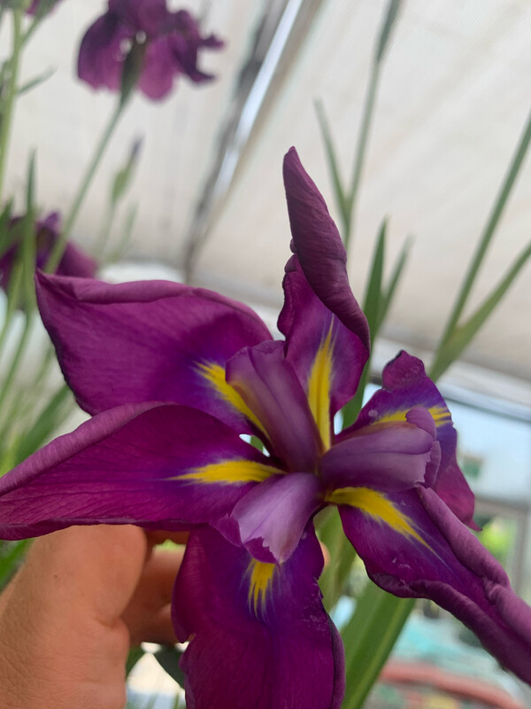 Iris ensata 'Kaempferi' - vaso Ø9 cm