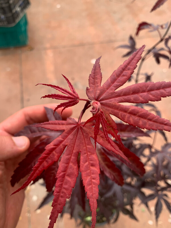 Acer palmatum 'Bloodgood', Acero Giapponese Rosso Palmato - vaso Ø25 cm H 100/110cm