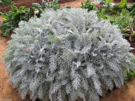 Cineraria Marittima, Jacobea Maritima - vaso Ø12 cm